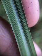 Image of Slender Ditch Crown Grass