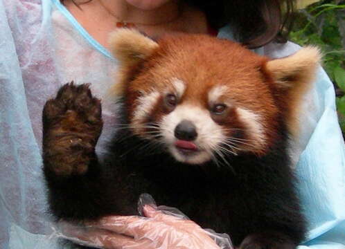 Image of Red panda