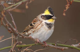 Image of Yellow-throated Bunting