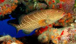 Image of Tiger Grouper