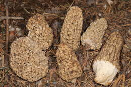 Image of Morchella tomentosa M. Kuo 2008