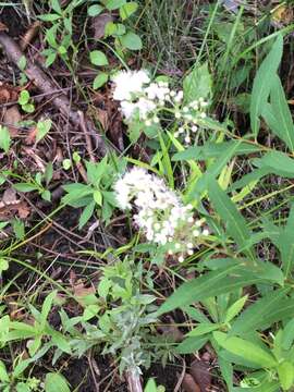 Sivun Spiraea alba var. alba kuva