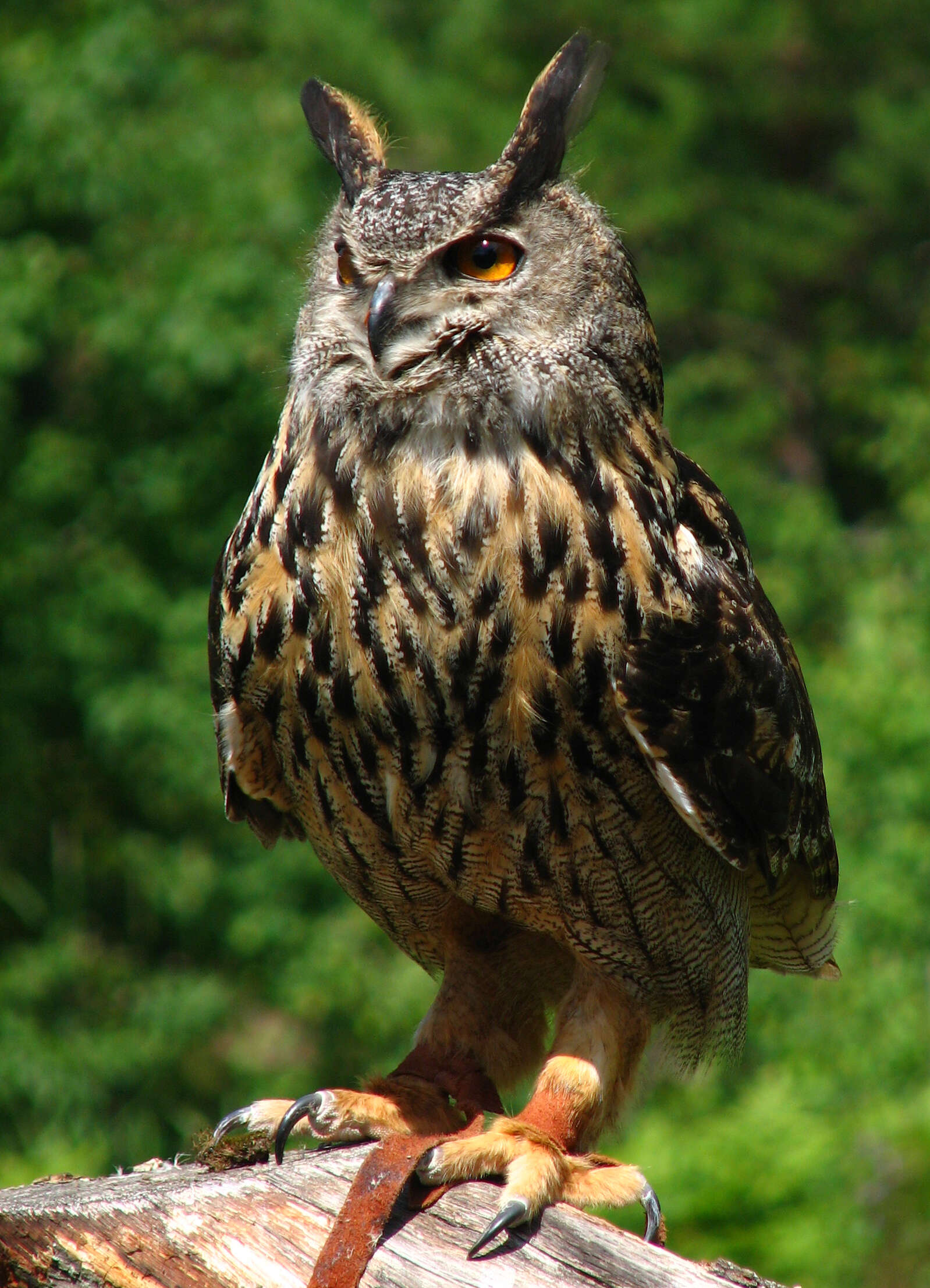 Image of Eurasian Eagle Owl