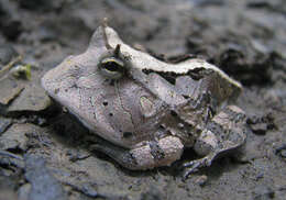 Image of Amazonian Horned Frog