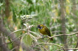 Image of Yellow-eared Bulbul