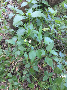 Image of forked nightshade