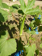 Image of okra