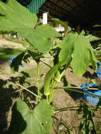 Image of okra