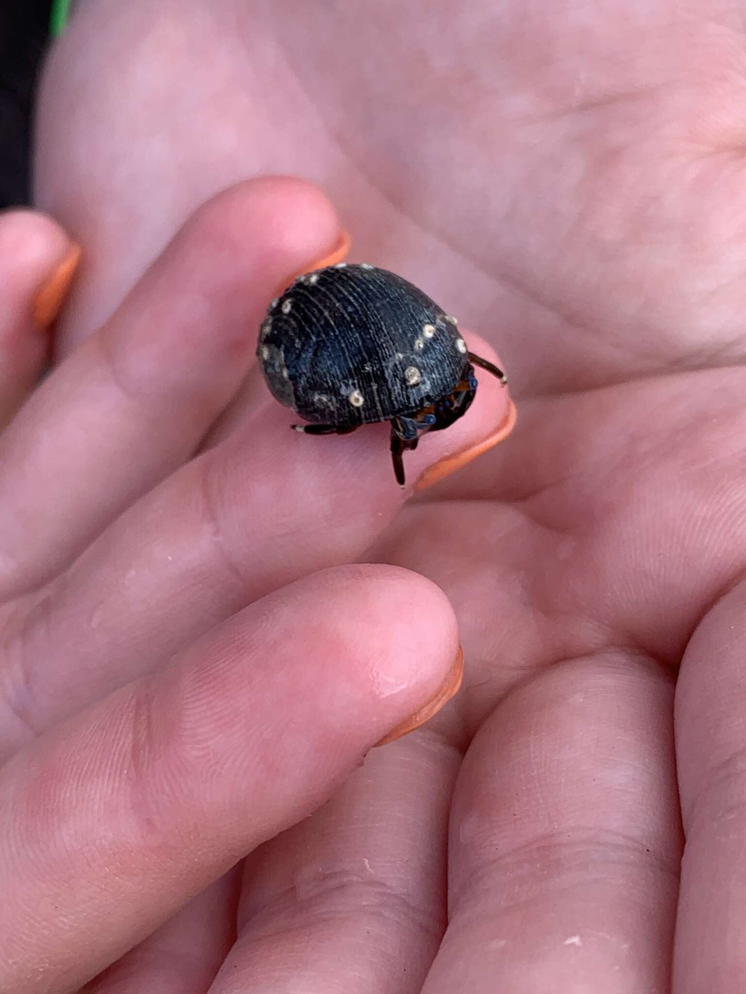 Слика од Calcinus laevimanus (Randall 1840)