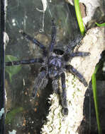 Image of Ecuadorian Purple Tarantula