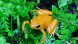 Image of Ginger Tree Frog