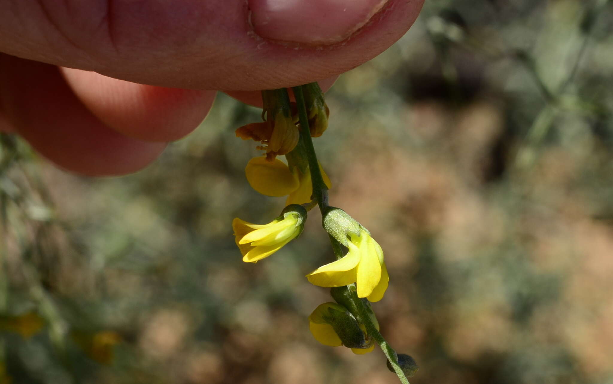 Image of <i>Calobota halenbergensis</i>