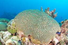 Image of Thin finger coral