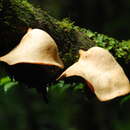 صورة Polyporus epitheloides Nakasone 2015