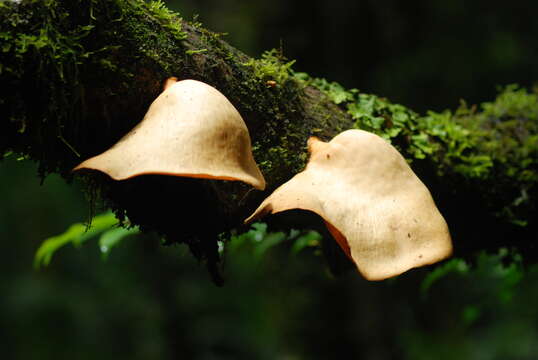 Image de Polyporus epitheloides Nakasone 2015