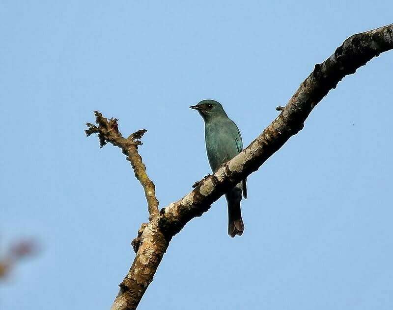 Image of Verditer Flycatcher