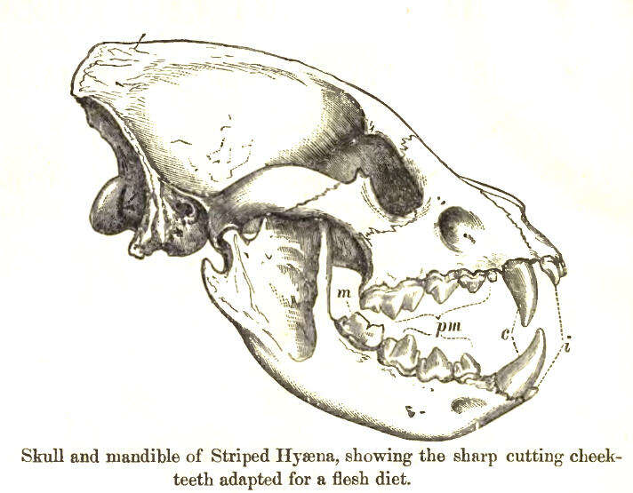 Image of Striped Hyena