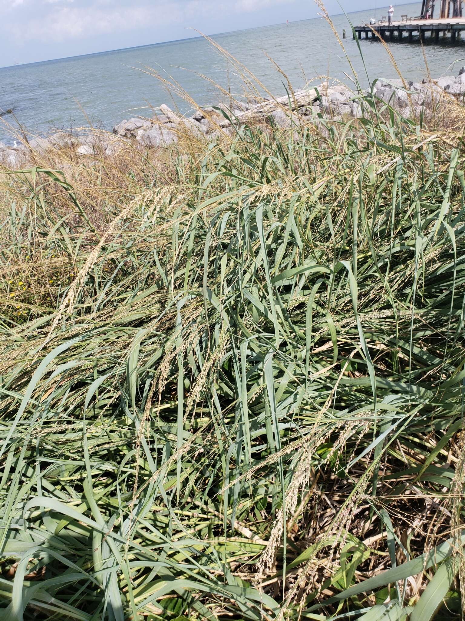 Image of bitter panicgrass