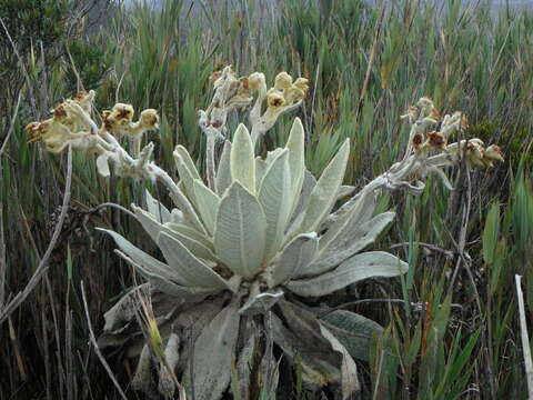 Image of Espeletia barclayana Cuatrec.