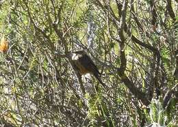 Image of Andean Tit-Spinetail