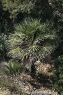 Image of fan palm