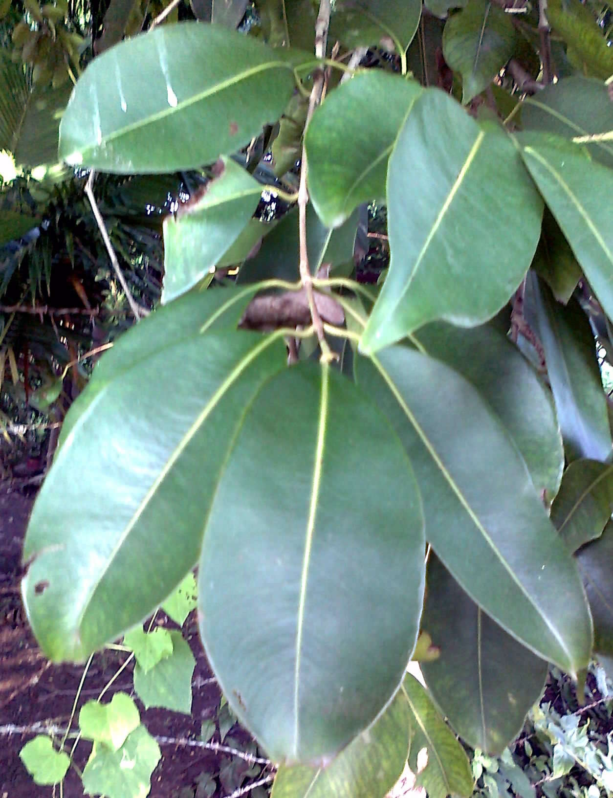 Image of Java plum