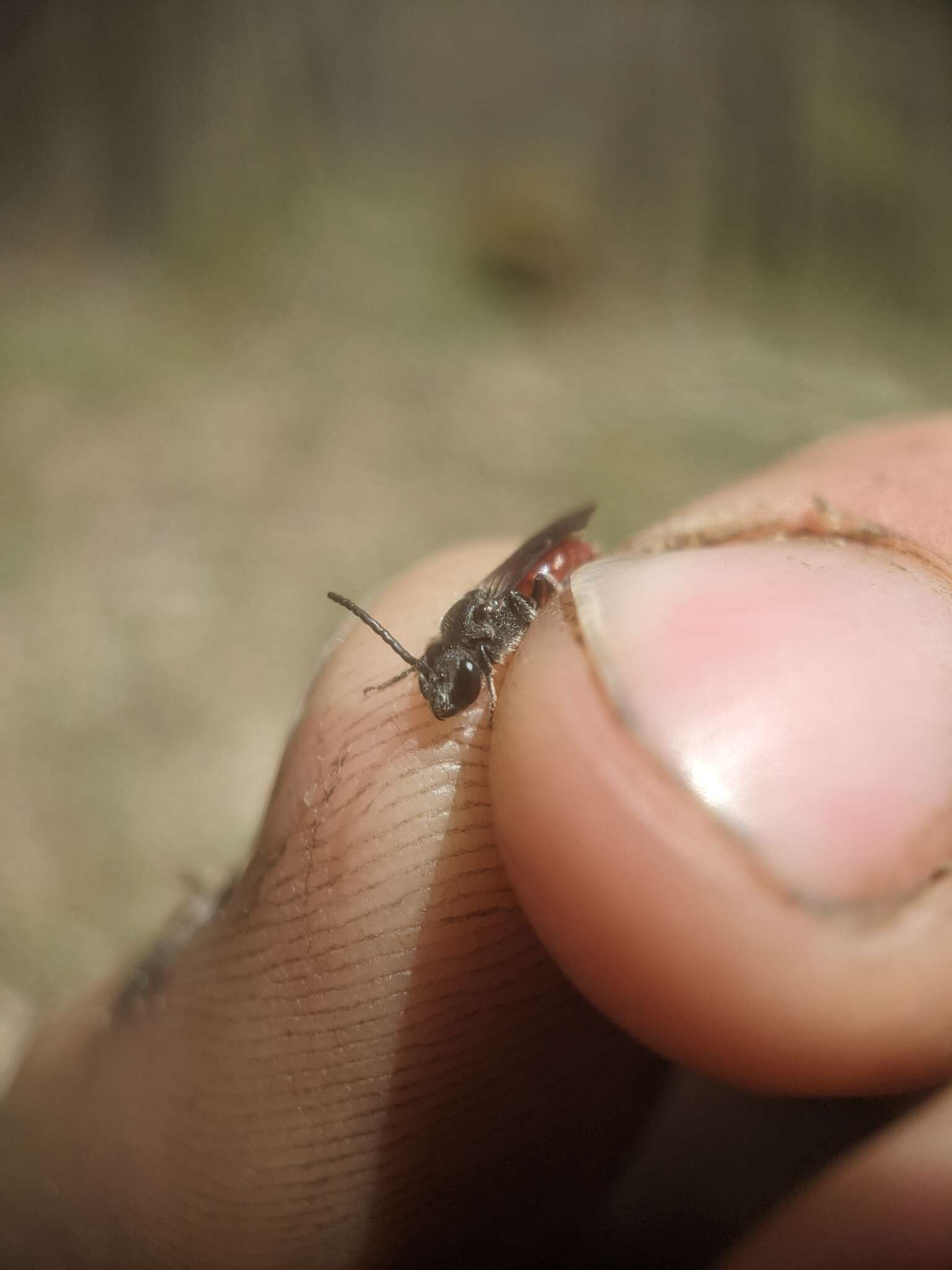 Image of Sphecodes ranunculi Robertson 1897