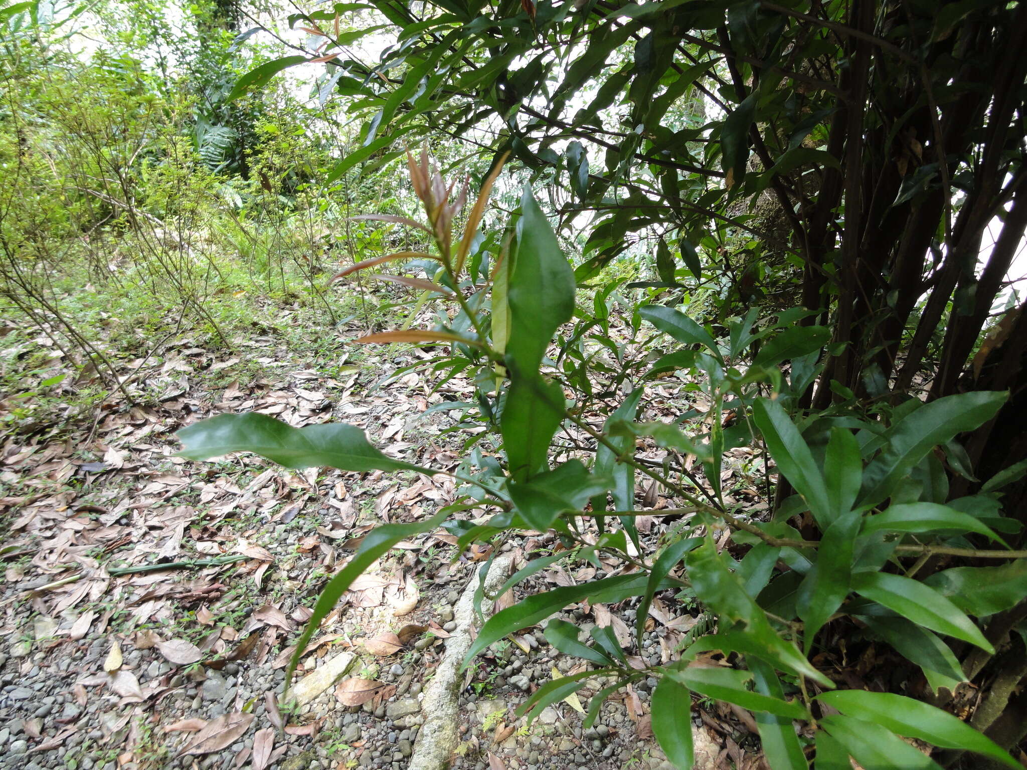 Imagem de Lithocarpus hancei (Benth.) Rehder