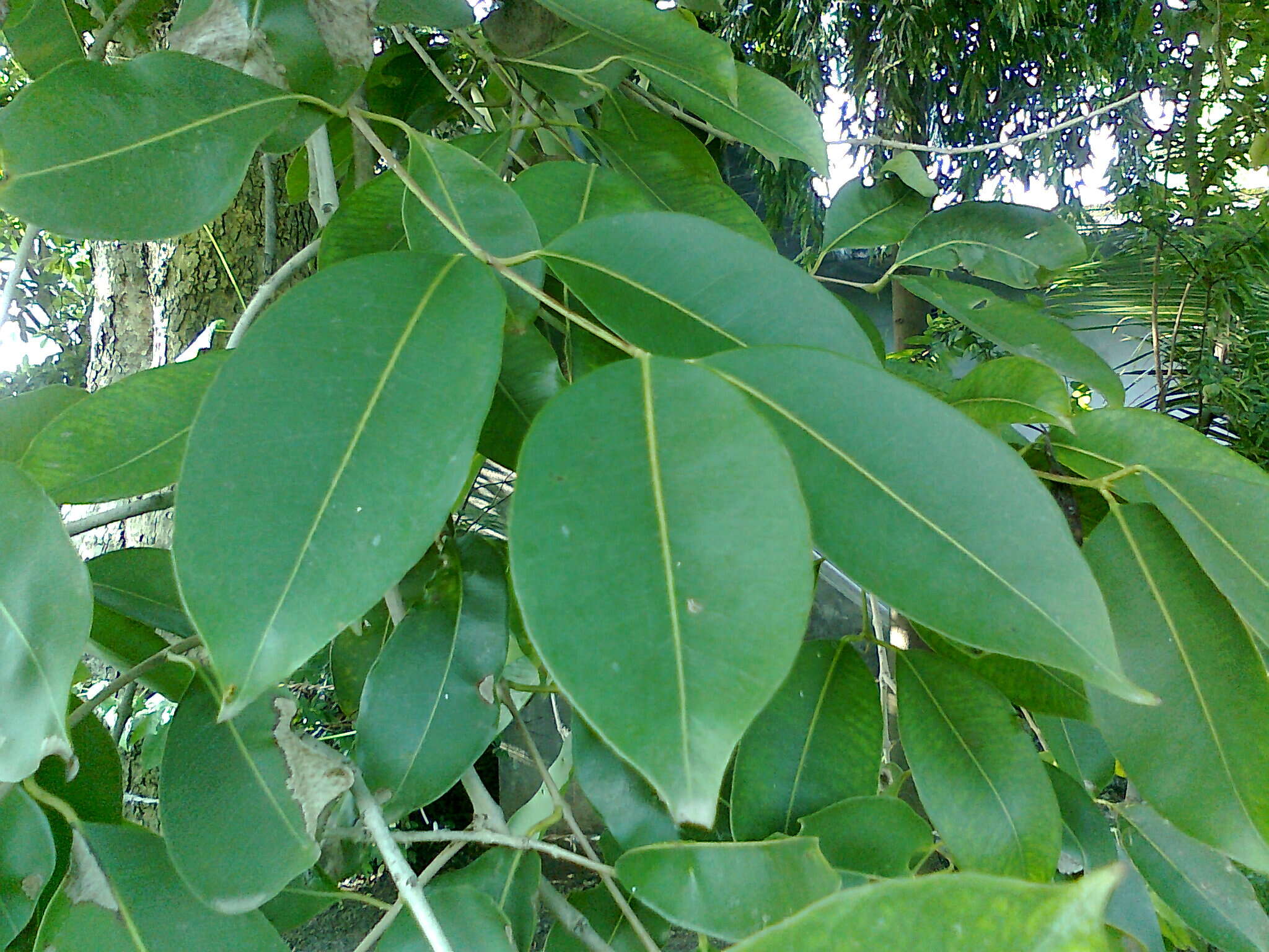 Image of Java plum