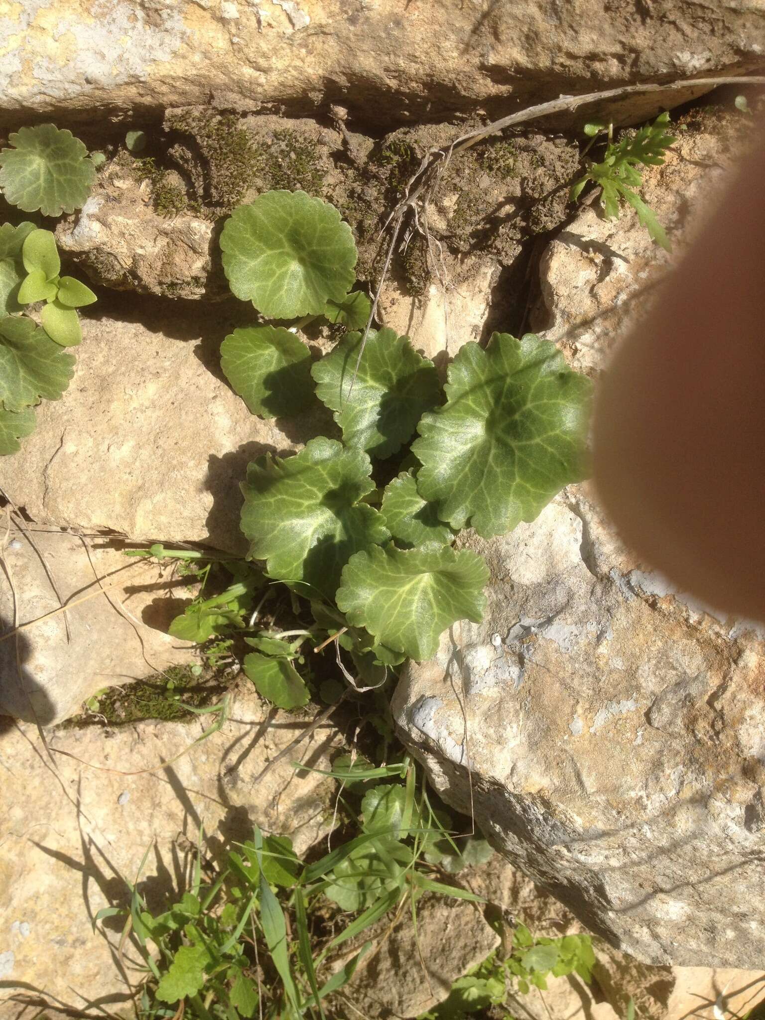 Image of Umbilicus horizontalis var. intermedius (Boiss.) Chamberlain