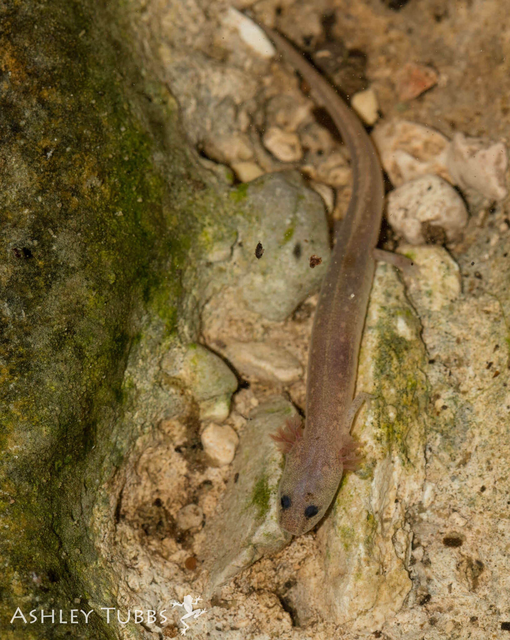 Imagem de Eurycea troglodytes Baker 1957