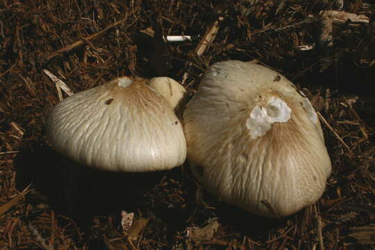 Image of Wrinkled Fieldcap