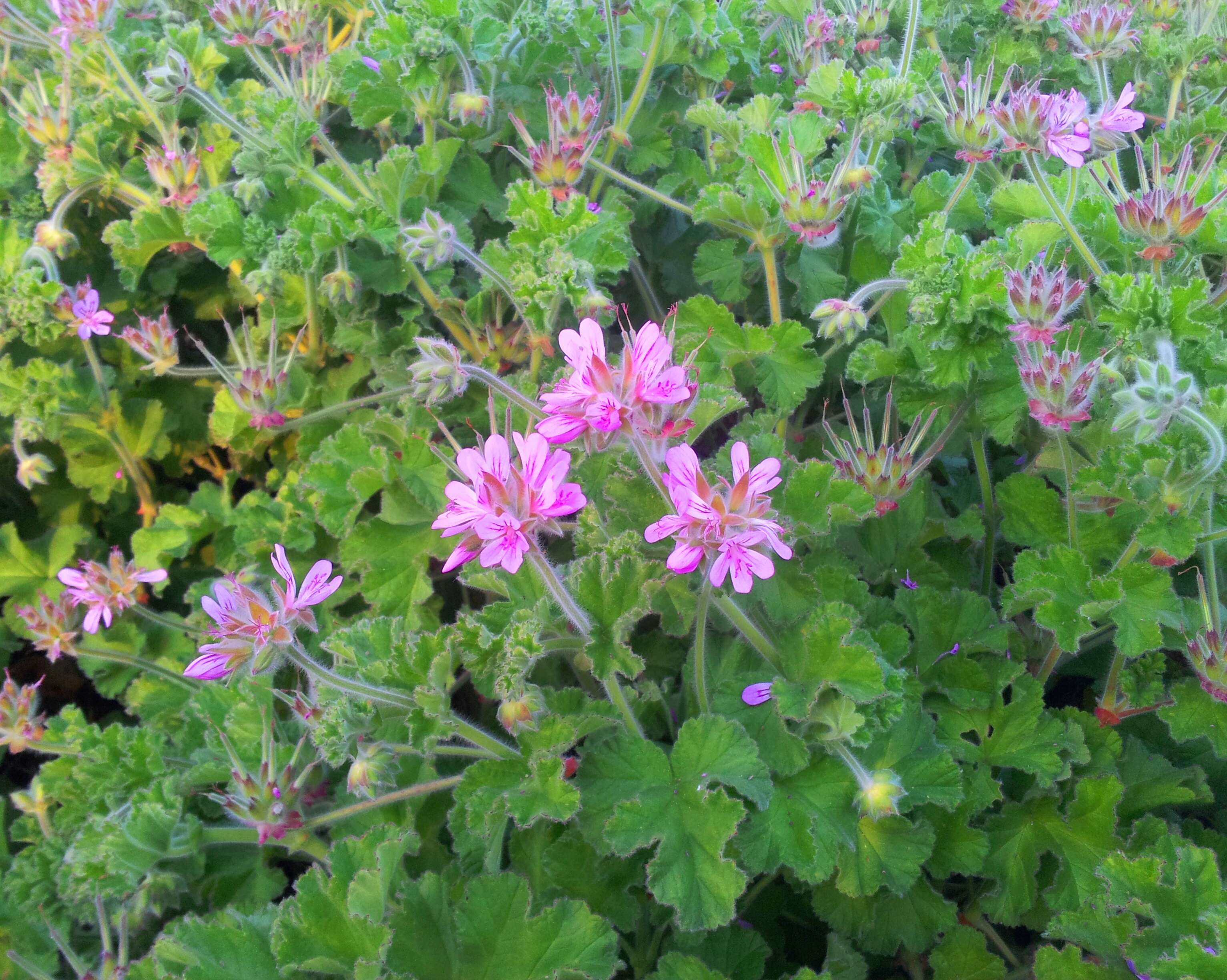 Image of rose scented geranium