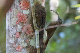 Image of Black-billed Scythebill