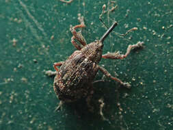 Image of Weevil