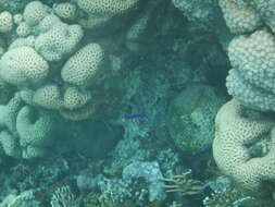 Image of Orchid dottyback