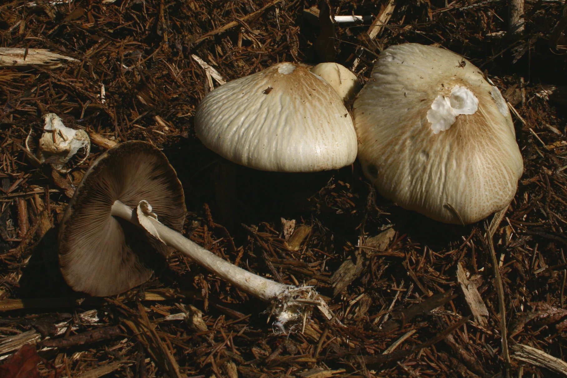 Image of Wrinkled Fieldcap