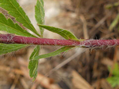 Image of Potentilla pedata Willd.