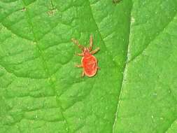 Image of Trombidium holosericeum