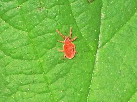 Image of Trombidium holosericeum