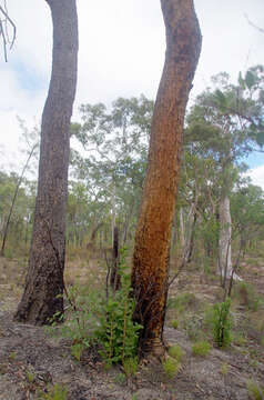 Image of cloeziana gum