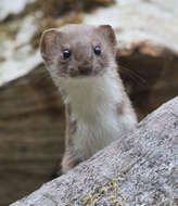 Image of least weasel