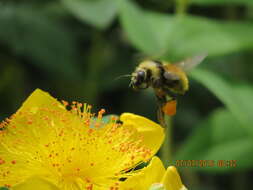 Слика од Bombus appositus Cresson 1879