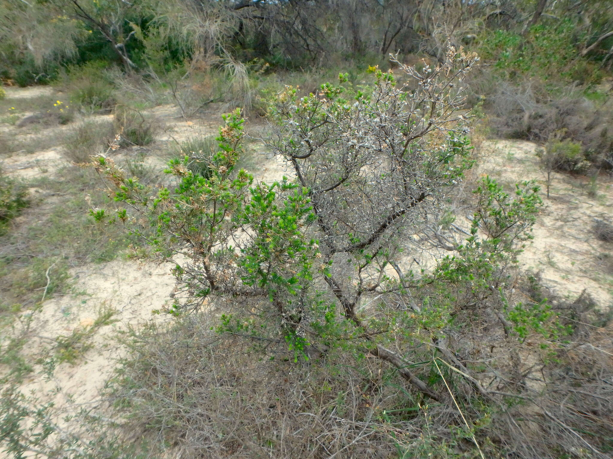 Image of Calytrix tetragona Labill.