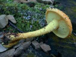 Image of Pholiota flammans (Batsch) P. Kumm. 1871