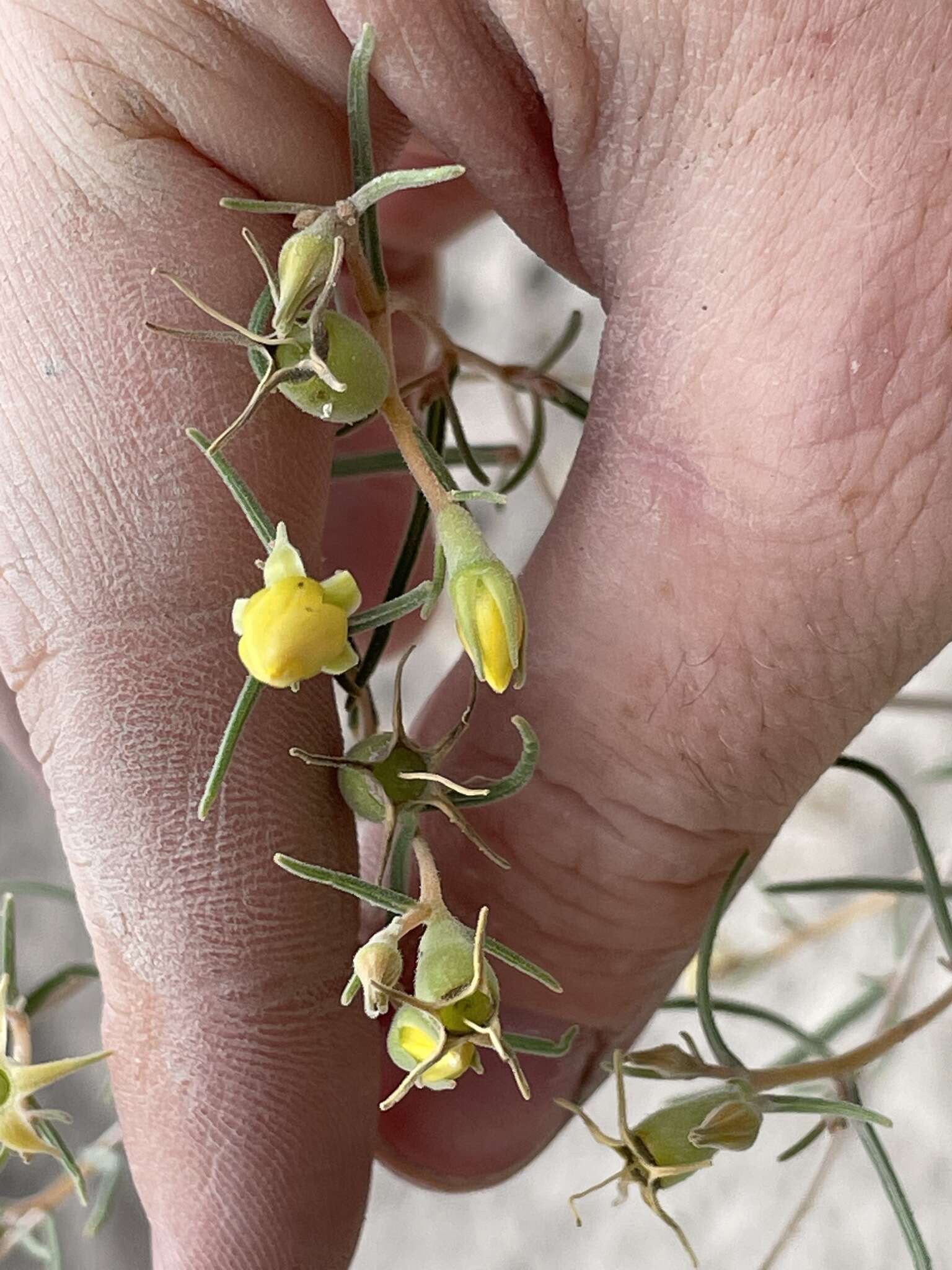 Image of Mentzelia sivinskii J. J. Schenk & L. Hufford