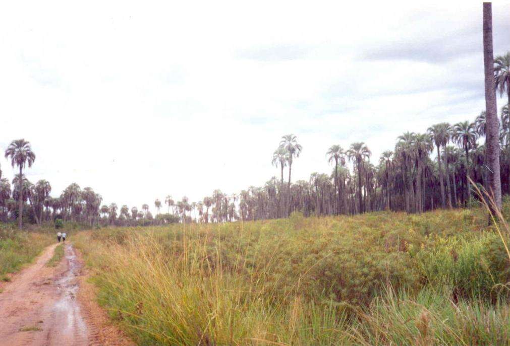 Image of Yatay palm