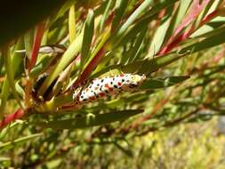 Image of crimson speckled