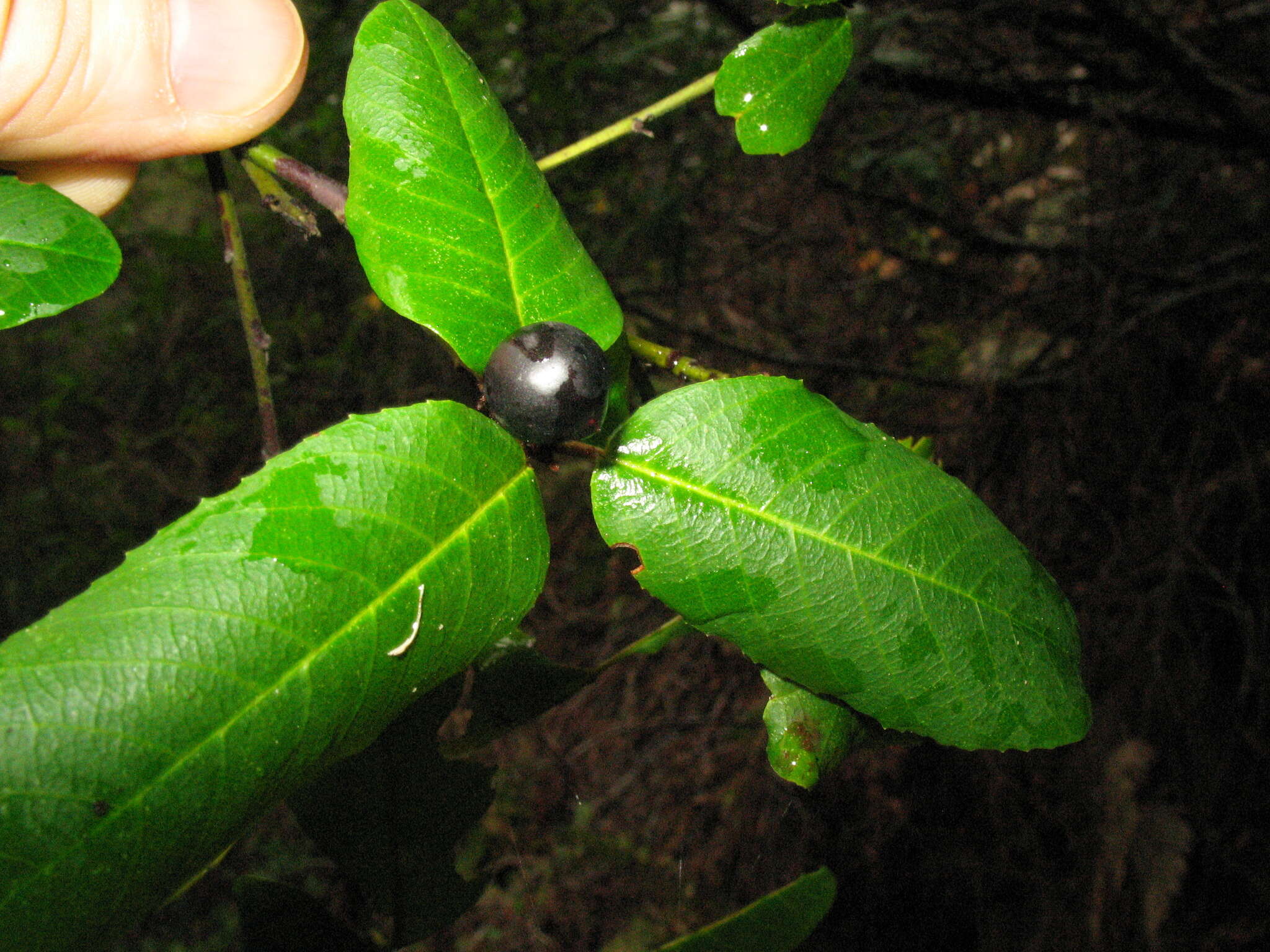 Image of California buckthorn