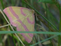 Rhodostrophia calabra Petagna 1787 resmi